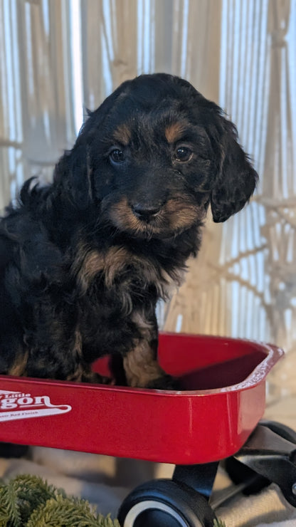 CAVAPOO (NOV 17) MALES