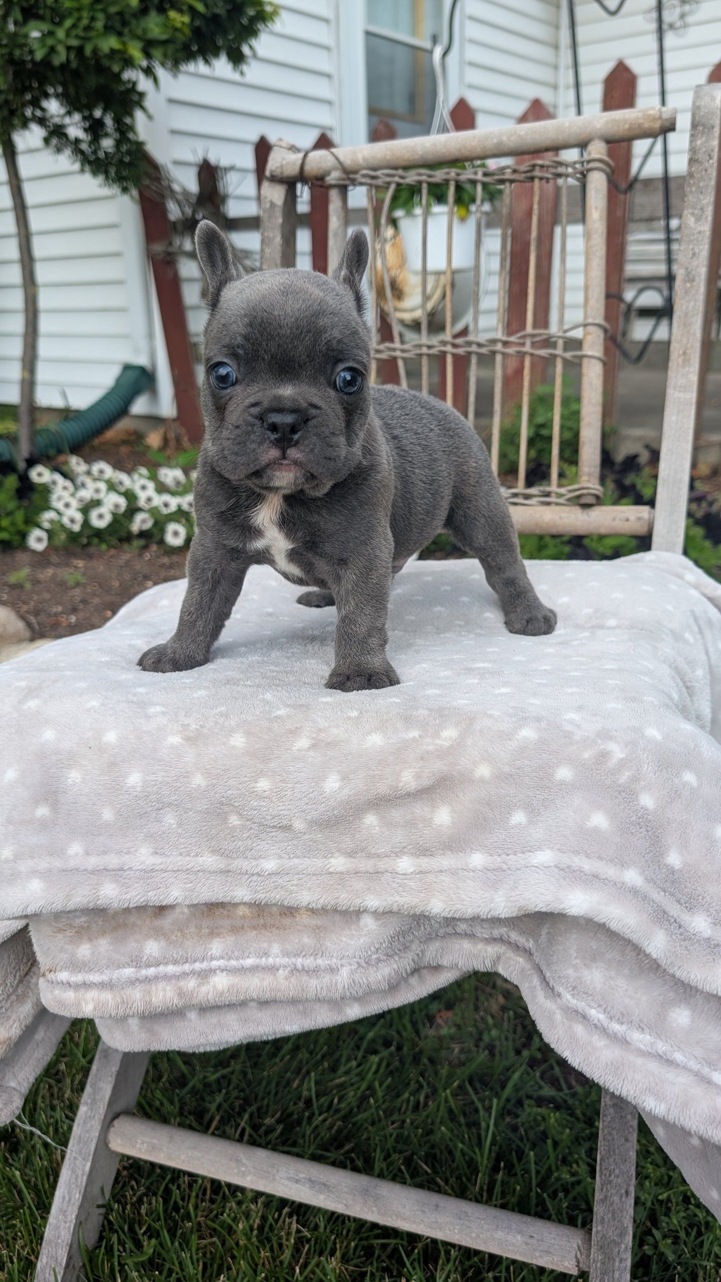 FRENCH BULLDOG (05/20) MALE