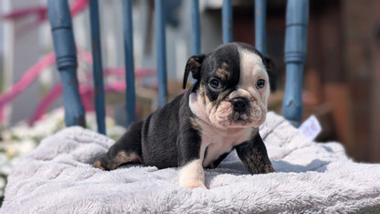 ENGLISH BULLDOG (JUN 29) 1 FEMALE/1 MALE