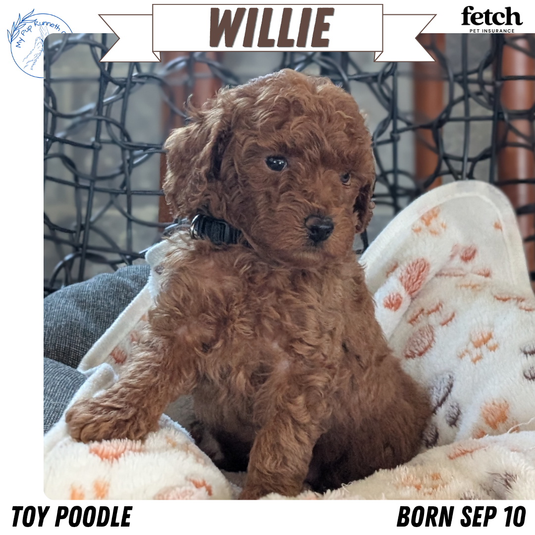 TOY POODLE (SEP 10) 4 MALES/2 FEMALES