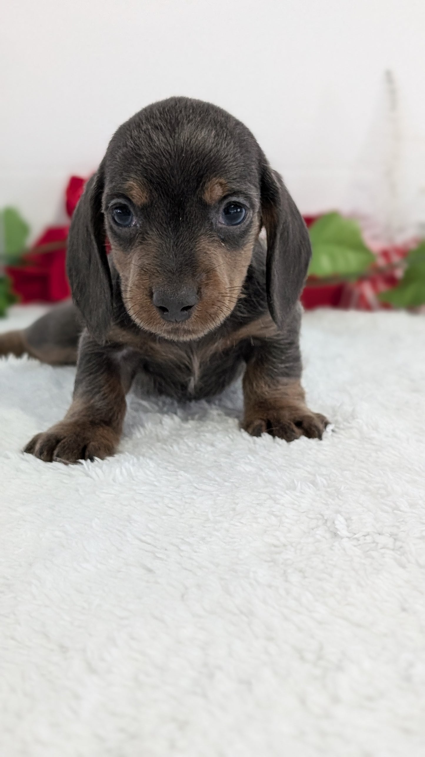 MINI DACHSHUND (OCT 20) MALES