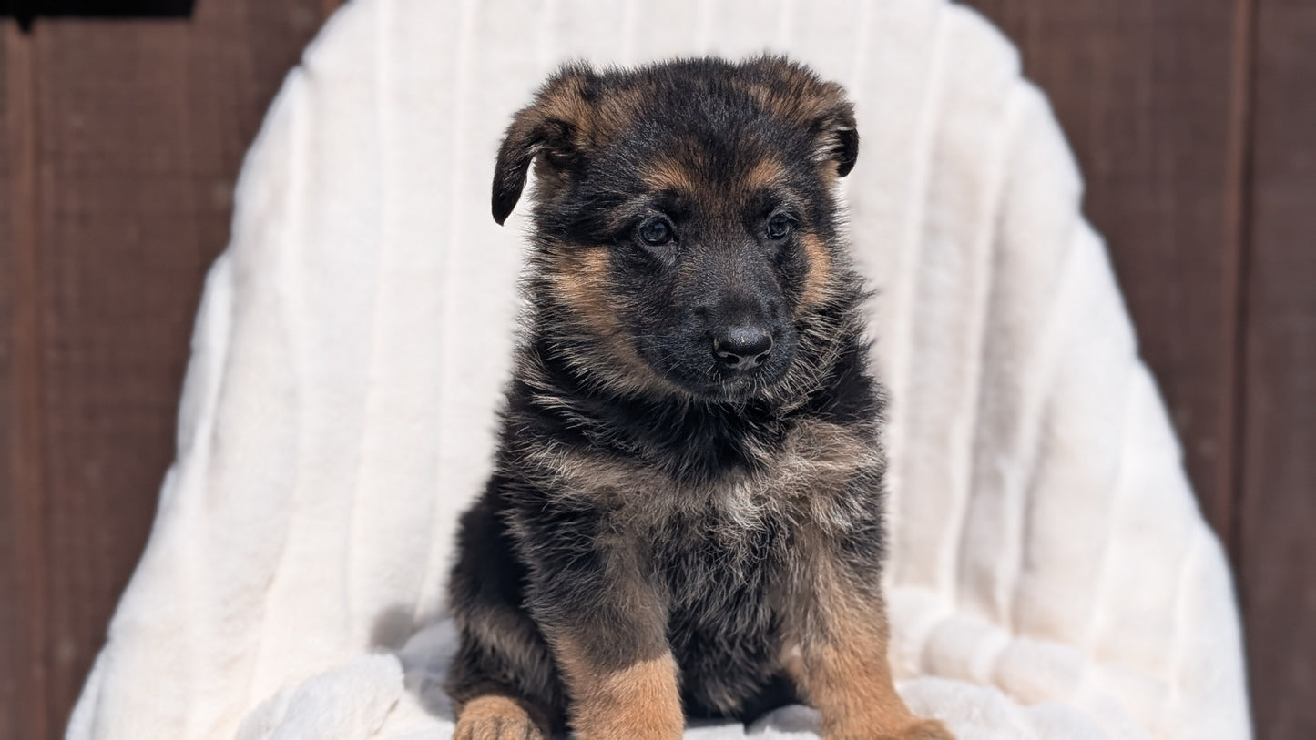 GERMAN SHEPHERD (MAR 28) FEMALE