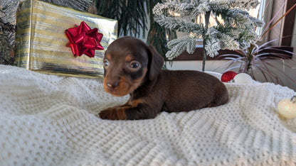 MINI DACHSHUND (NOV 16) MALES
