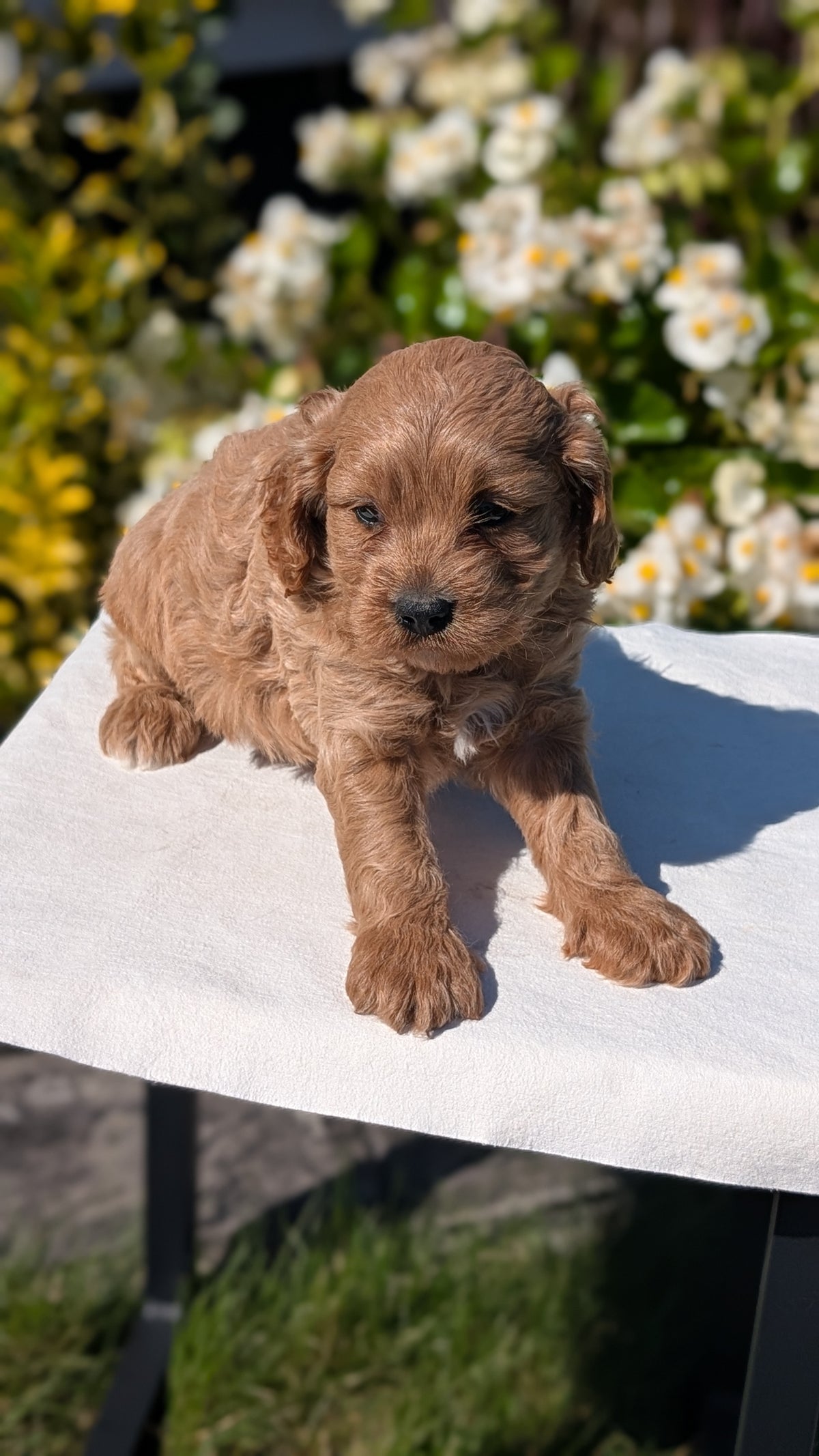 CAVAPOO (AUG 20) 2 MALES/1 FEMALE