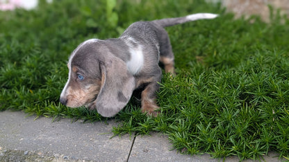 MINI DACHSHUND (JUN 04) FEMALES