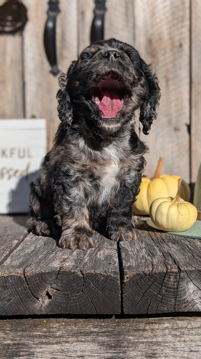 COCKER SPANIEL (09/19) MALE