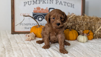 MINI GOLDENDOODLE (AUG 13) 6 MALES/3 FEMALES