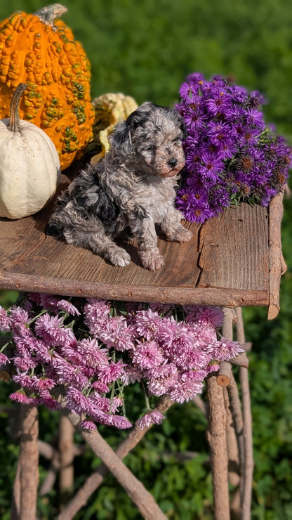 TOY POODLE (08/28) FEMALE