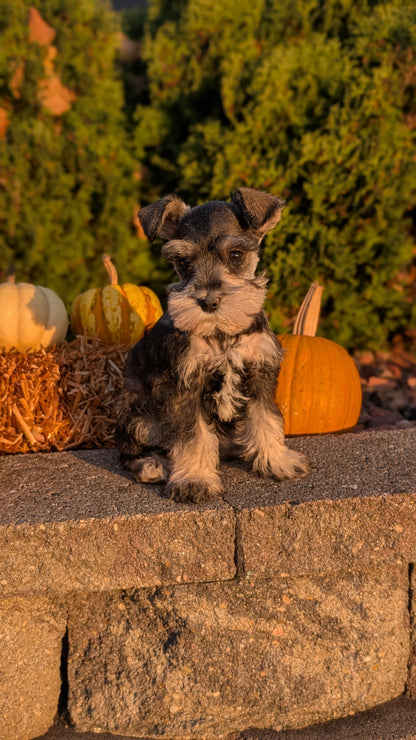 MINI SCHNAUZER (09/11) FEMALE