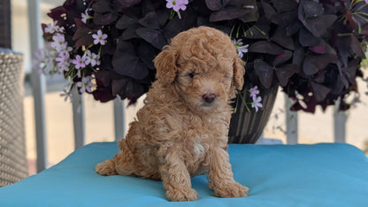 TOY POODLE (MAY 26) MALES