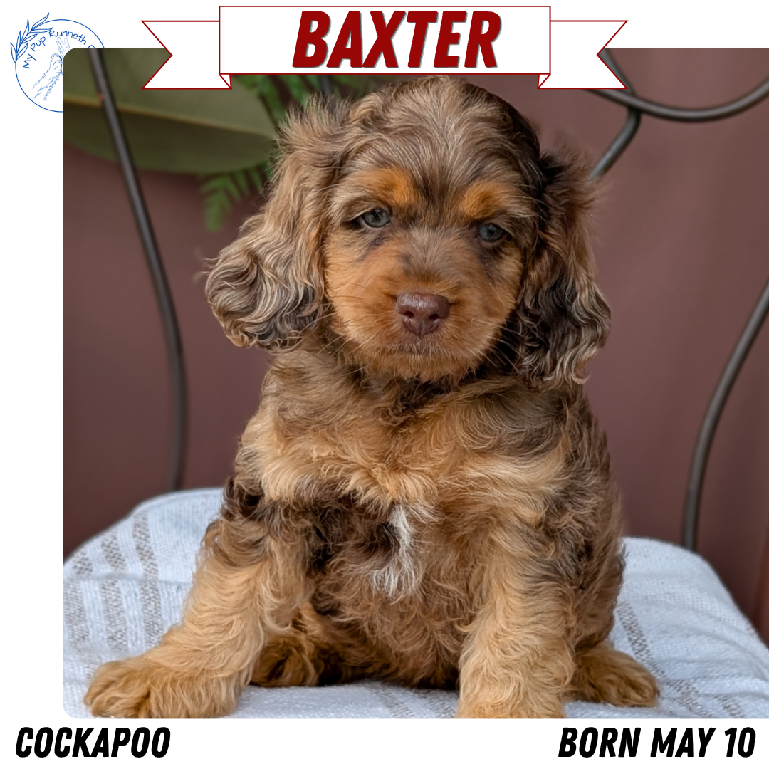 COCKAPOO (MAY 10) MALES