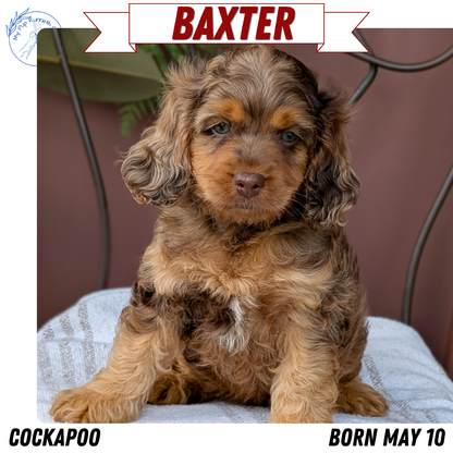 COCKAPOO (MAY 10) MALES