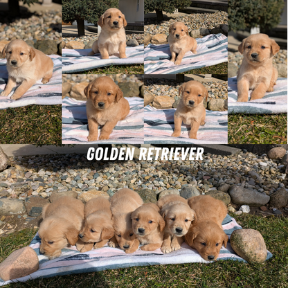 GOLDEN RETRIEVER (02/01) MALE