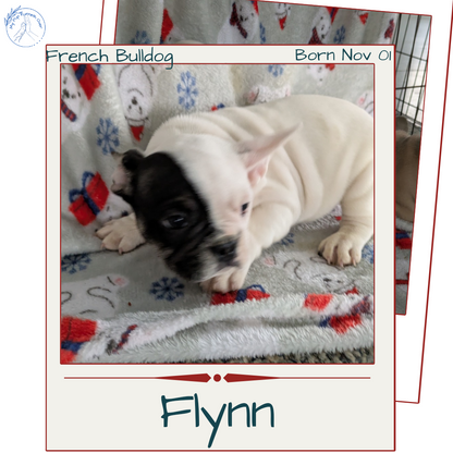 FRENCH BULLDOG (11/01) MALE