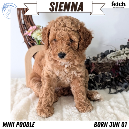 MINI POODLE (JUN 01) FEMALES
