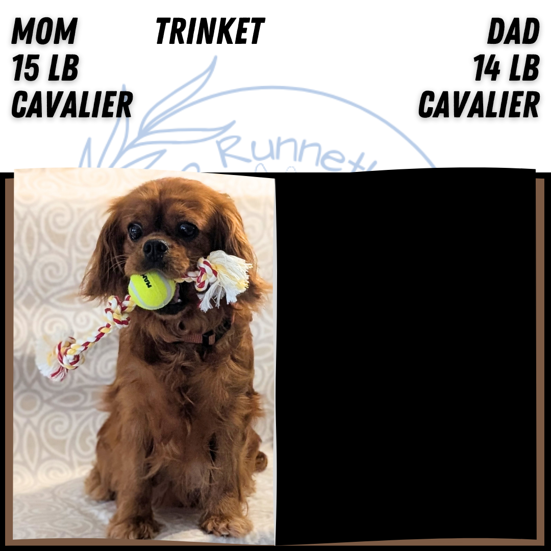 CAVALIER (FEB 24) FEMALE