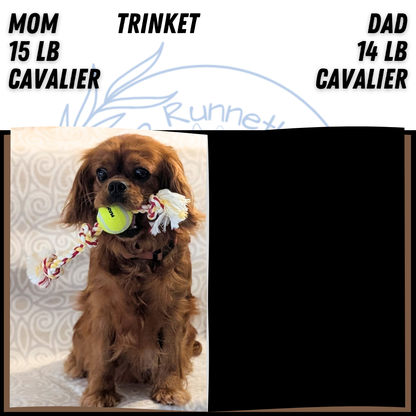 CAVALIER (FEB 24) FEMALE