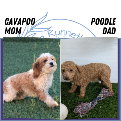 CAVAPOO (03/24) MALE