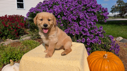 GOLDEN RETRIEVER (08/14) MALE