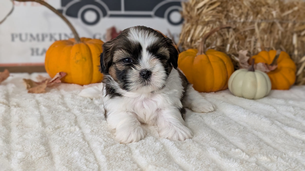 SHIH TZU (AUG 17) 2 FEMALES/3 MALES