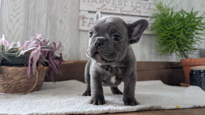 FRENCH BULLDOG (NOV 22) MALES