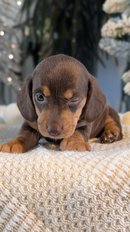 MINI DACHSHUND (NOV 16) FEMALES