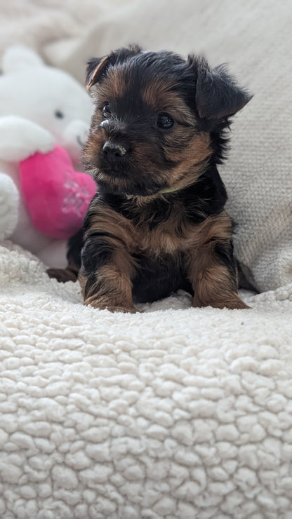 YORKSHIRE TERRIER (DEC 24) FEMALES