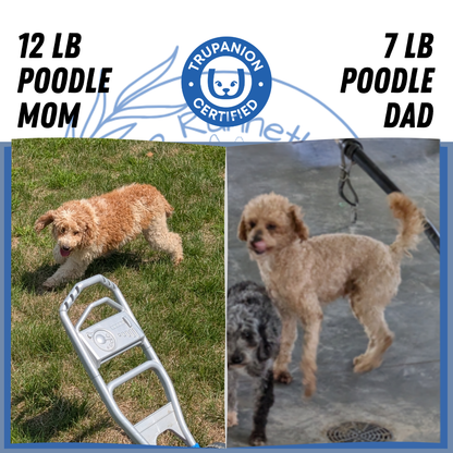 MINI POODLE (06/29) MALE