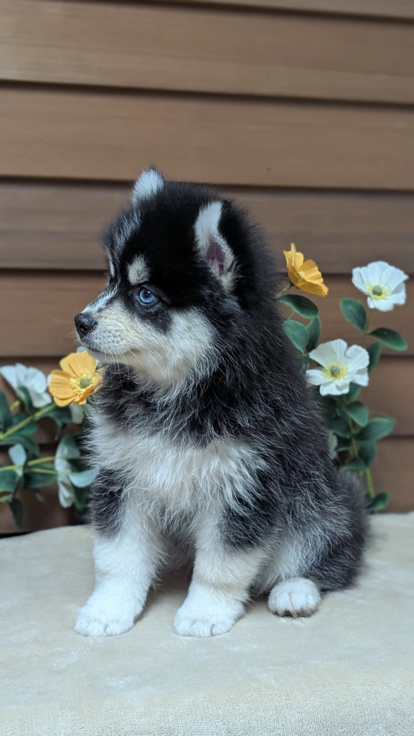 POMSKY (JUL 03) 1 MALE/3 FEMALES