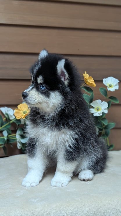 POMSKY (JUL 03) 1 MALE/3 FEMALES