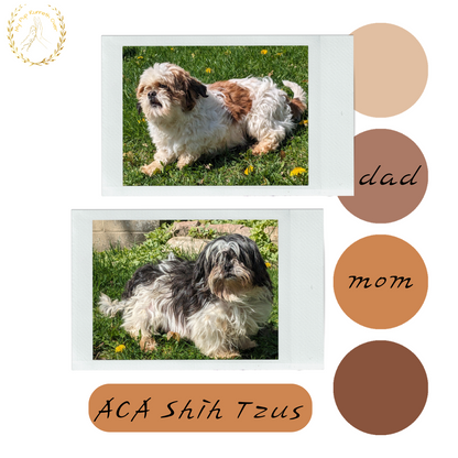 SHIH TZU (03/17) FEMALE