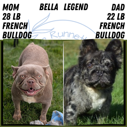 FRENCH BULLDOG (JUN 06) FEMALES