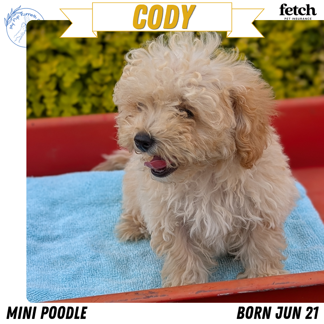 MINI POODLE (JUN 21) 4 MALES