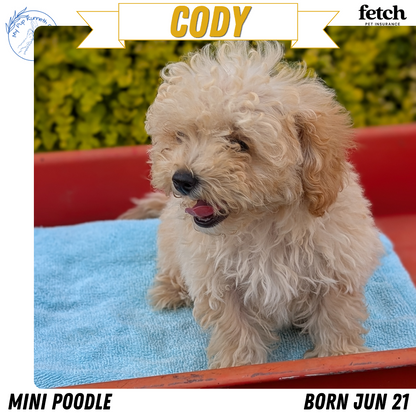 MINI POODLE (JUN 21) 4 MALES