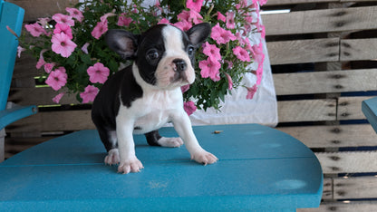 BOSTON TERRIER (06/29) FEMALE
