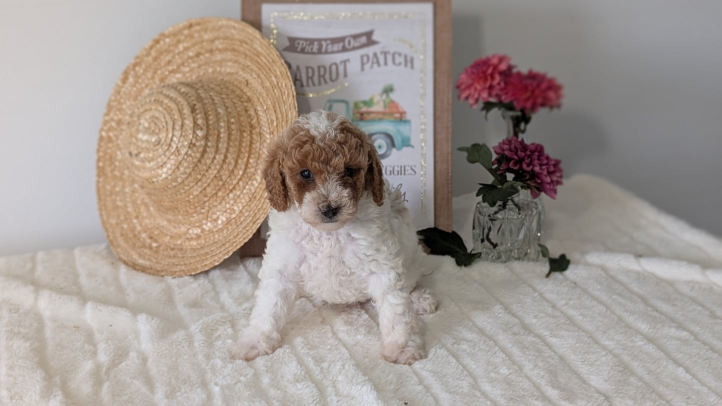 MINI POODLE (06/29) FEMALE