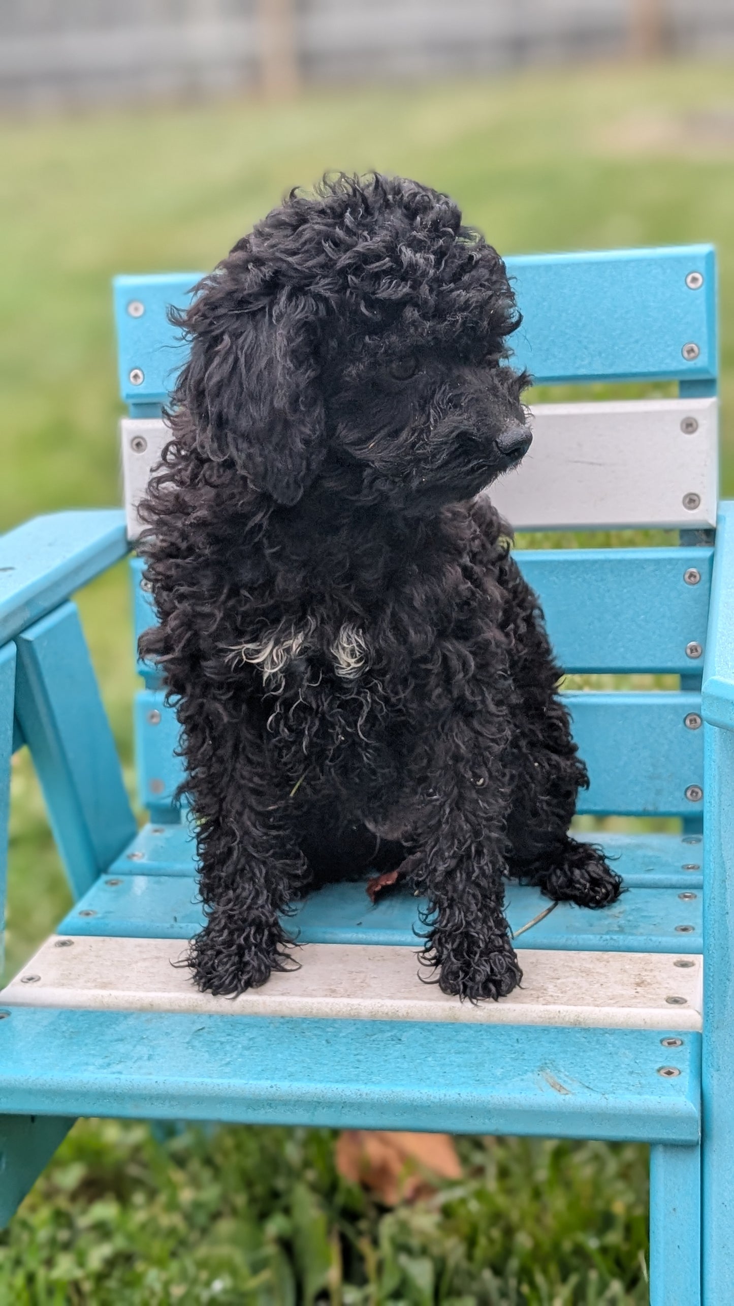 TOY POODLE (07/06) MALE