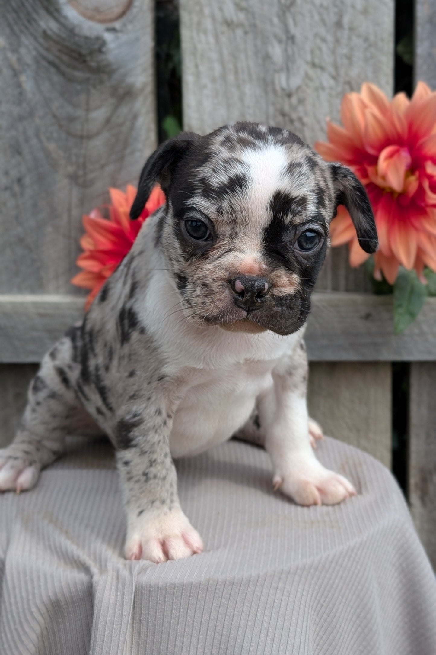 FRENCHTON (JUL 14) 2 MALES/1 FEMALE