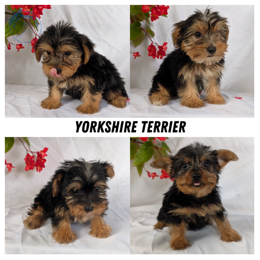 YORKSHIRE TERRIER (06/14) MALE