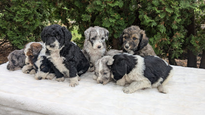 MINI BERNEDOODLE (09/24) FEMALE