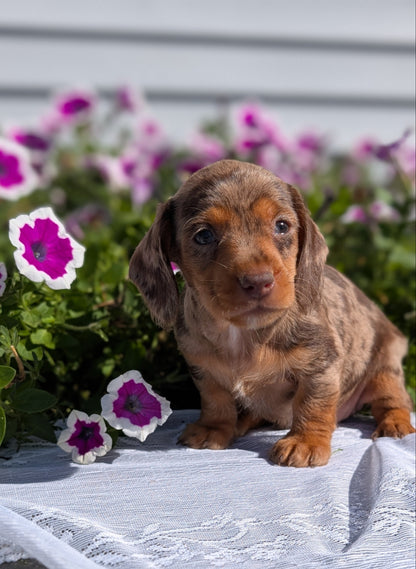 MINI DACHSHUND (08/19) FEMALE