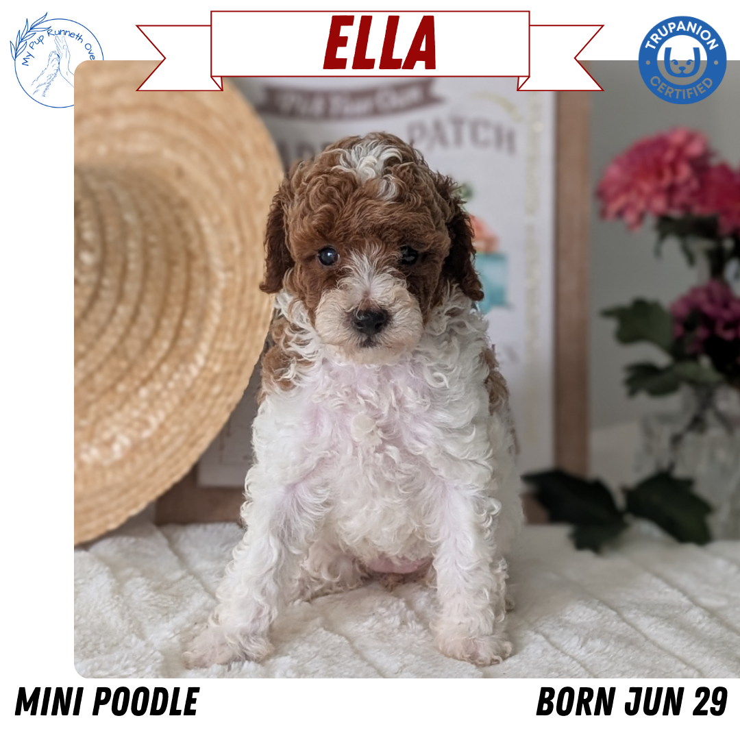 MINI POODLE (06/29) FEMALE