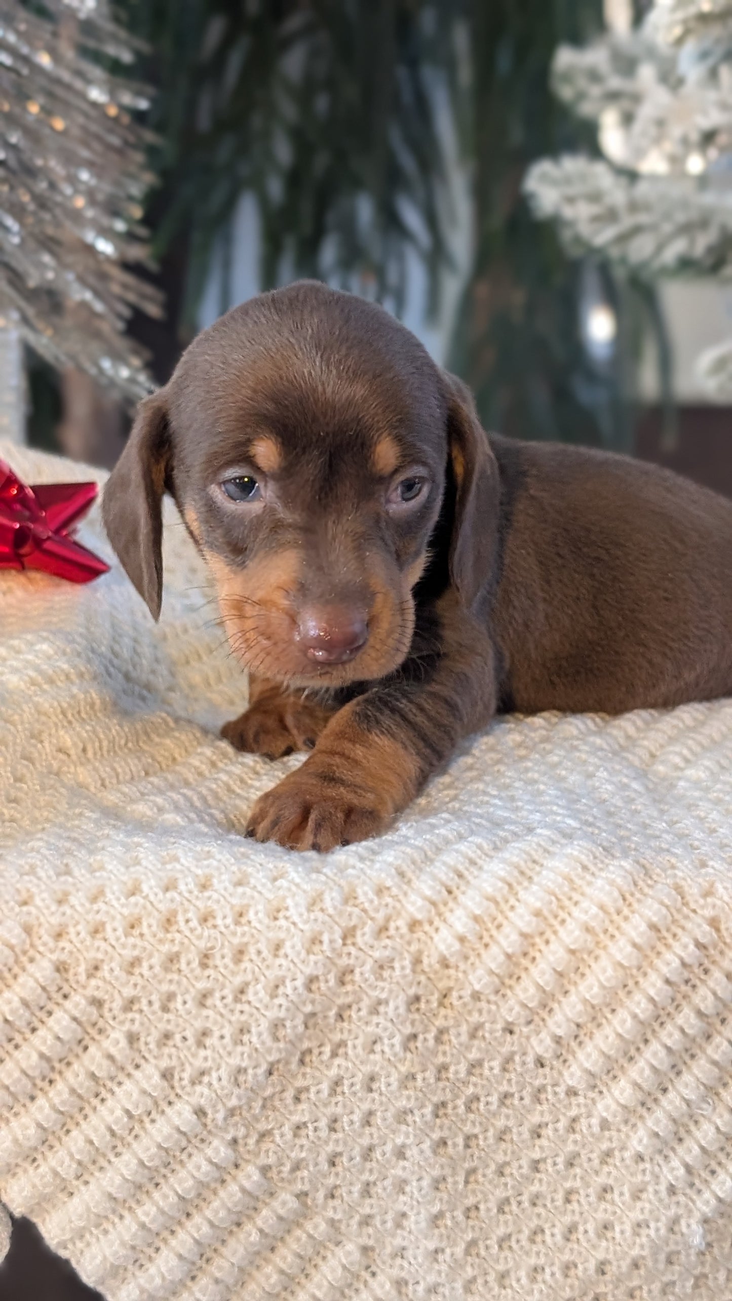 MINI DACHSHUND (NOV 16) MALES