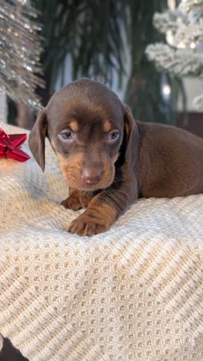 MINI DACHSHUND (NOV 16) MALES