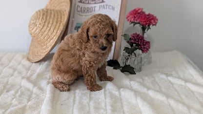 MINI POODLE (06/29) MALE