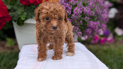 TOY POODLE (JUN 15) FEMALE