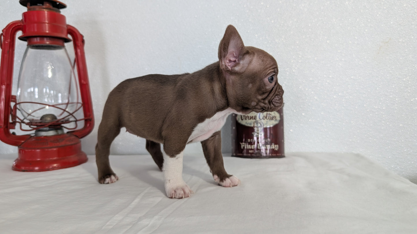 FRENCHTON (NOV 15) FEMALES