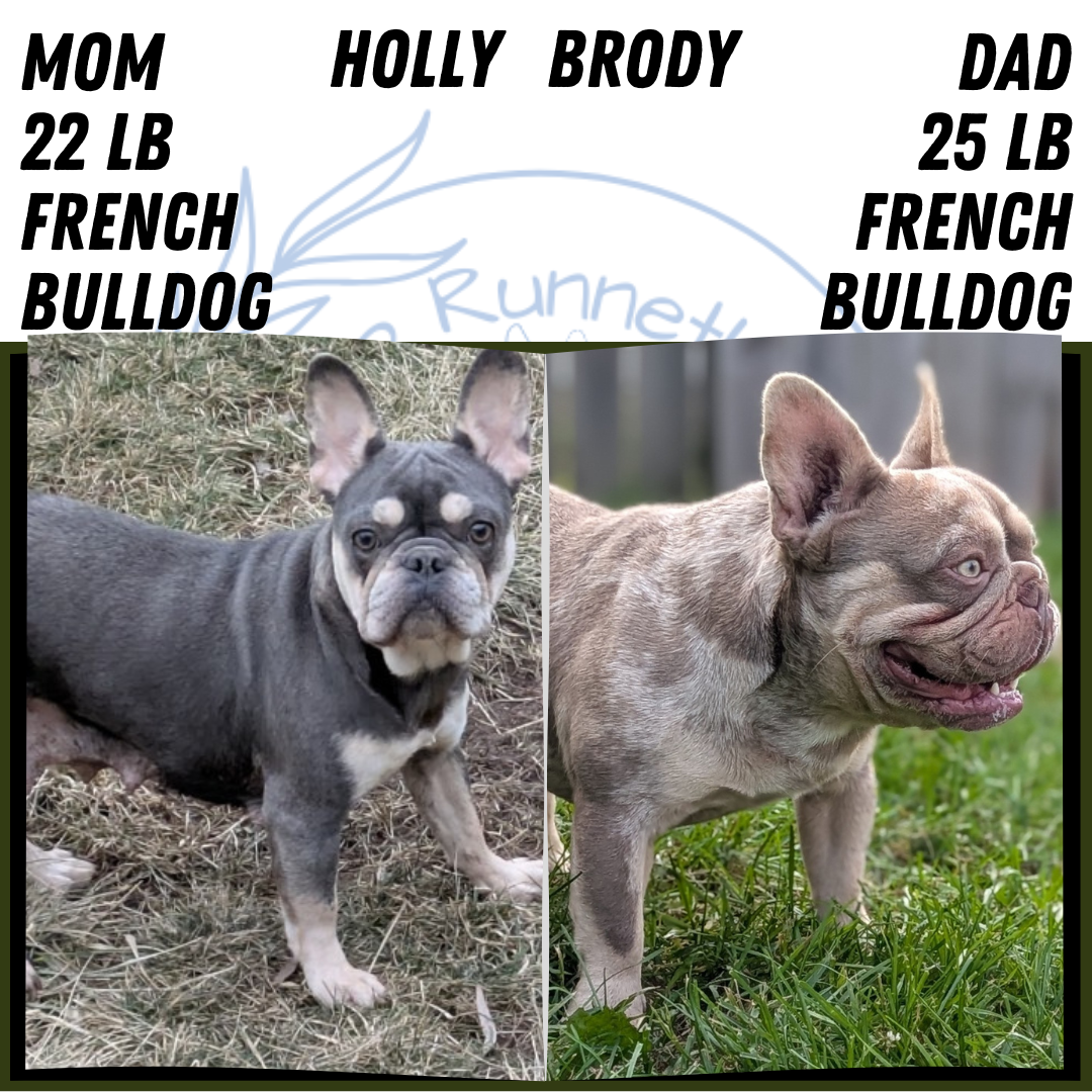 FRENCH BULLDOG (AUG 22) 3 MALES/1 FEMALE