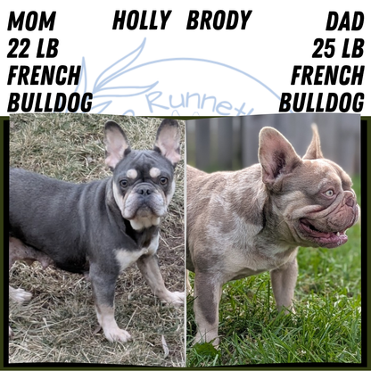 FRENCH BULLDOG (AUG 22) 3 MALES/1 FEMALE