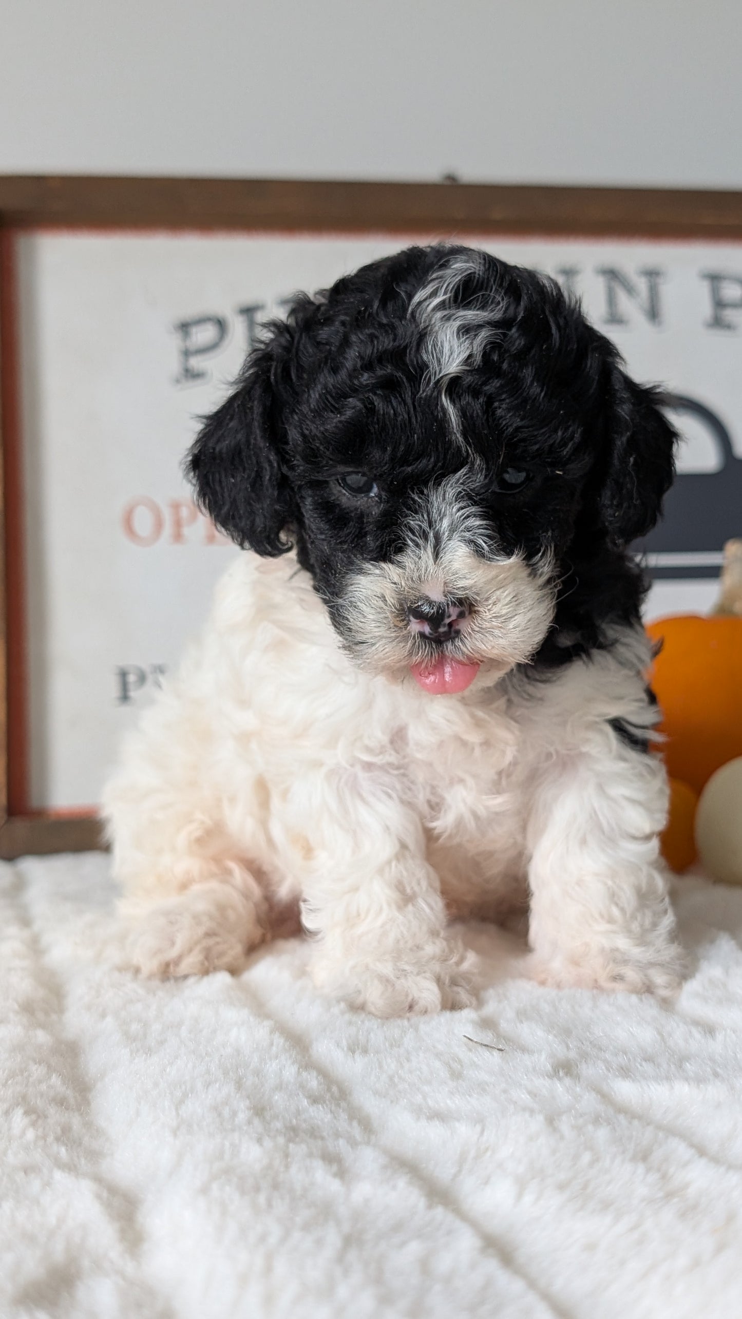 MINI POODLE (09/12) FEMALE